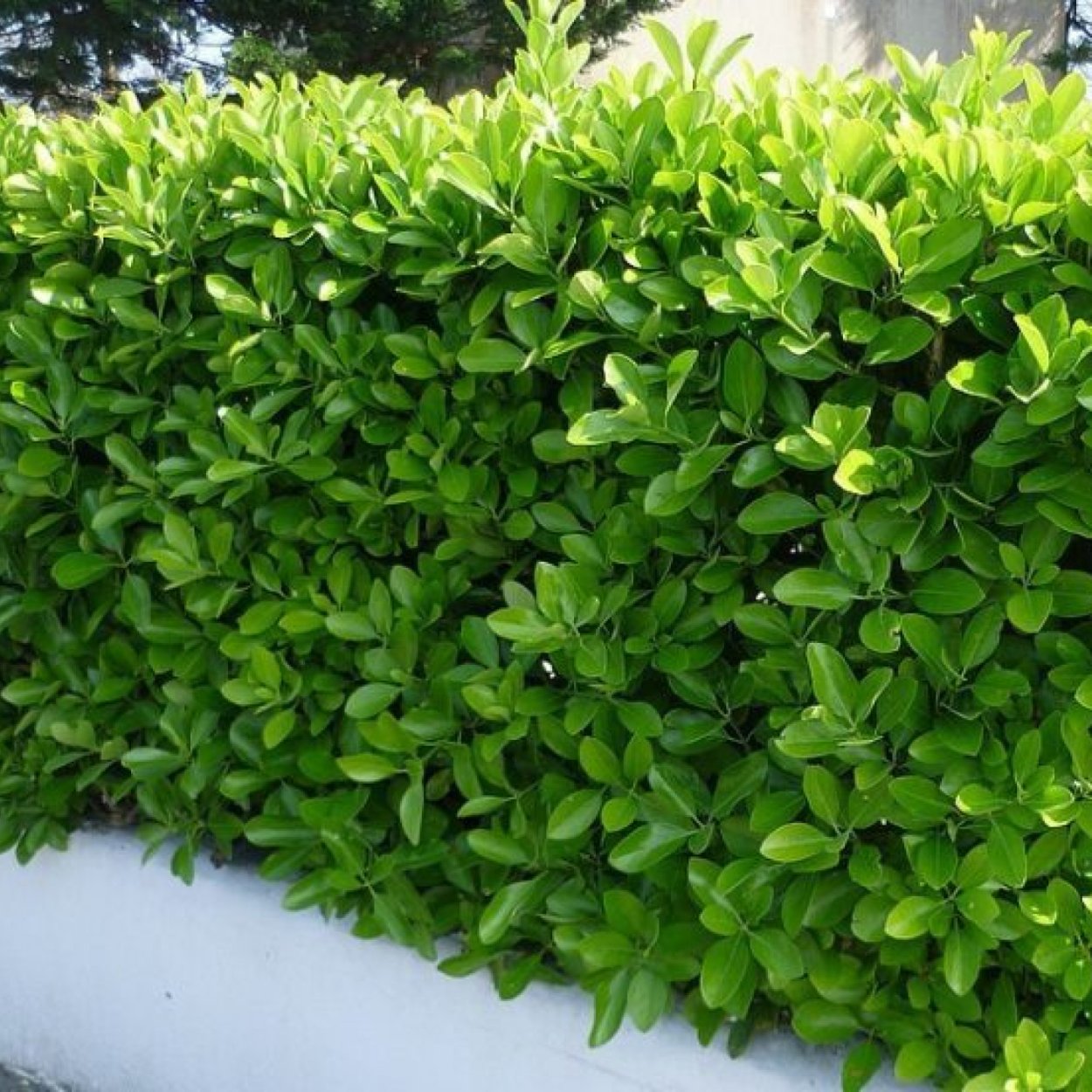 Бересклет Форчуна изгородь