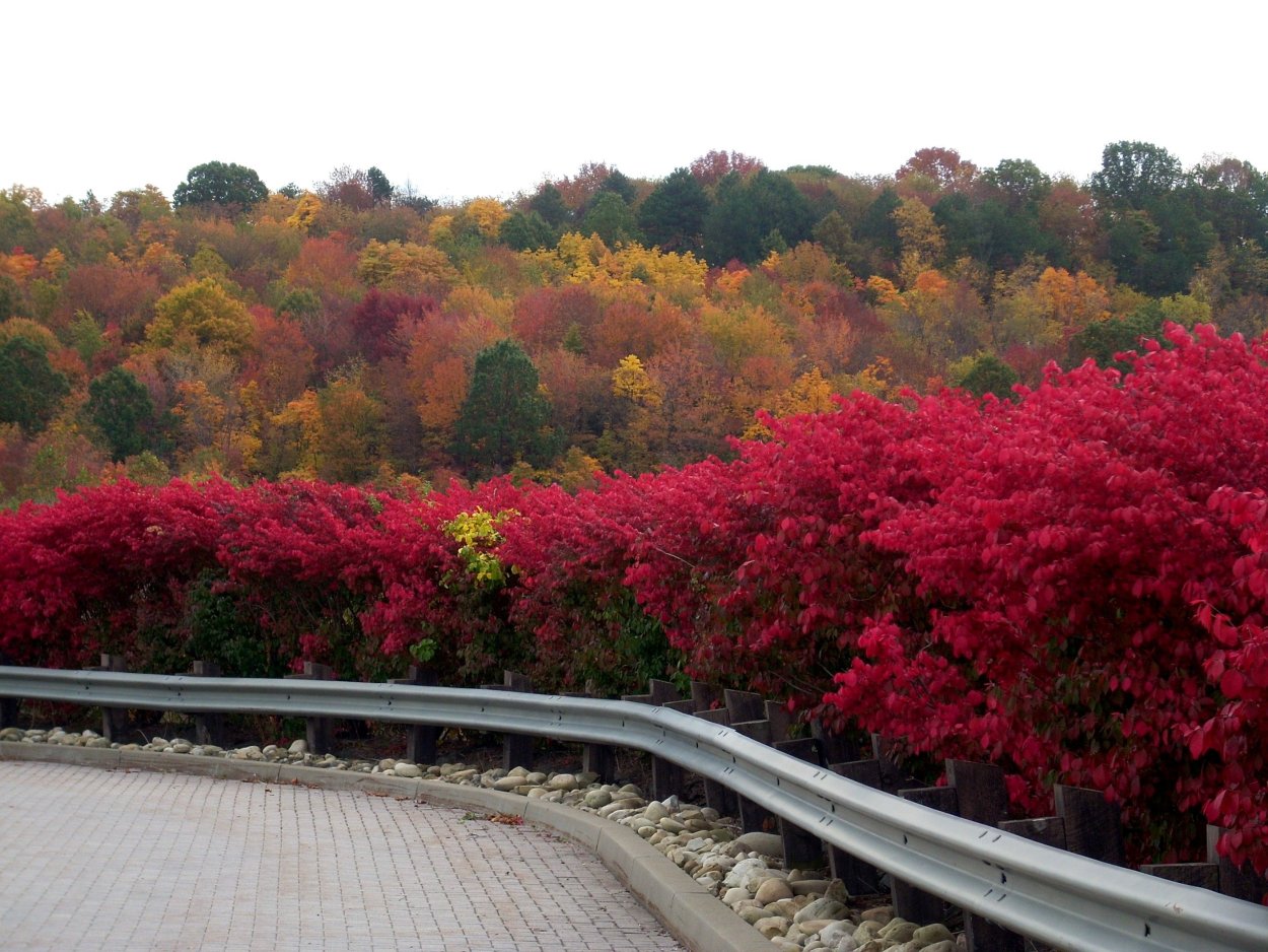 Бересклет крылатый Живая изгородь