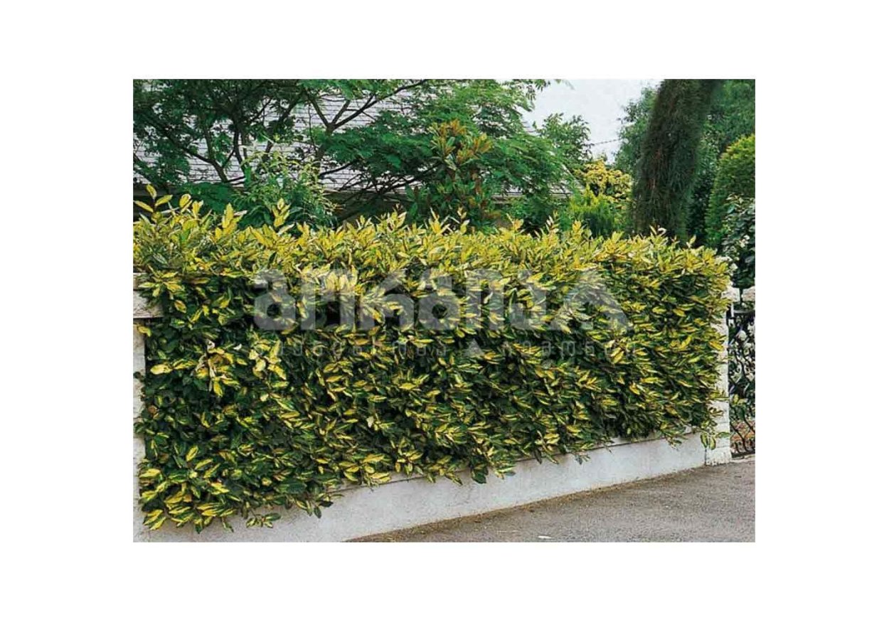 Лох Эббинга Лаймлайт