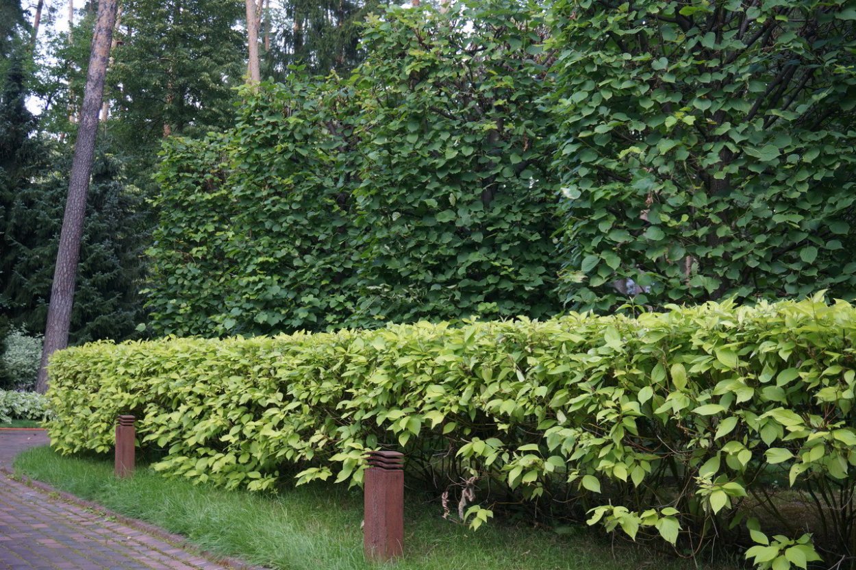 Бересклет Европейский Живая изгородь