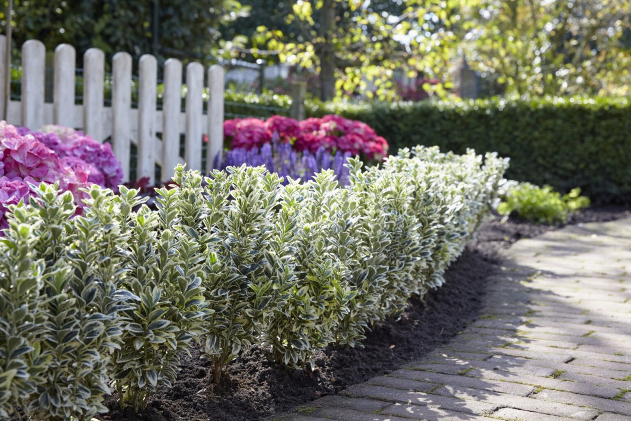 Бирючина обыкновенная ниваки