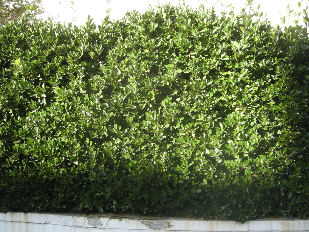 Бересклет японский Живая изгородь