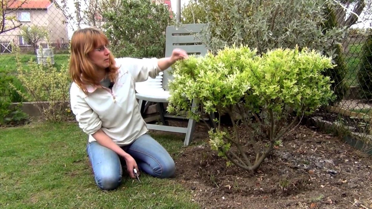 Buxus sempervirens самшит