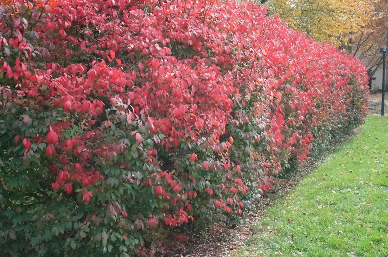 Бересклет japonicus