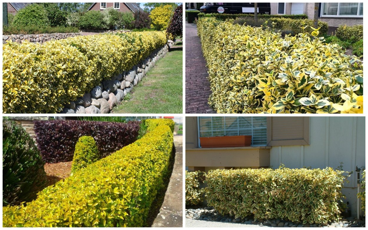 Бересклет Форчуна Живая изгородь посадка