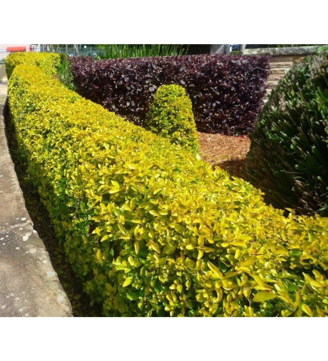 Бересклет Форчуна изгородь