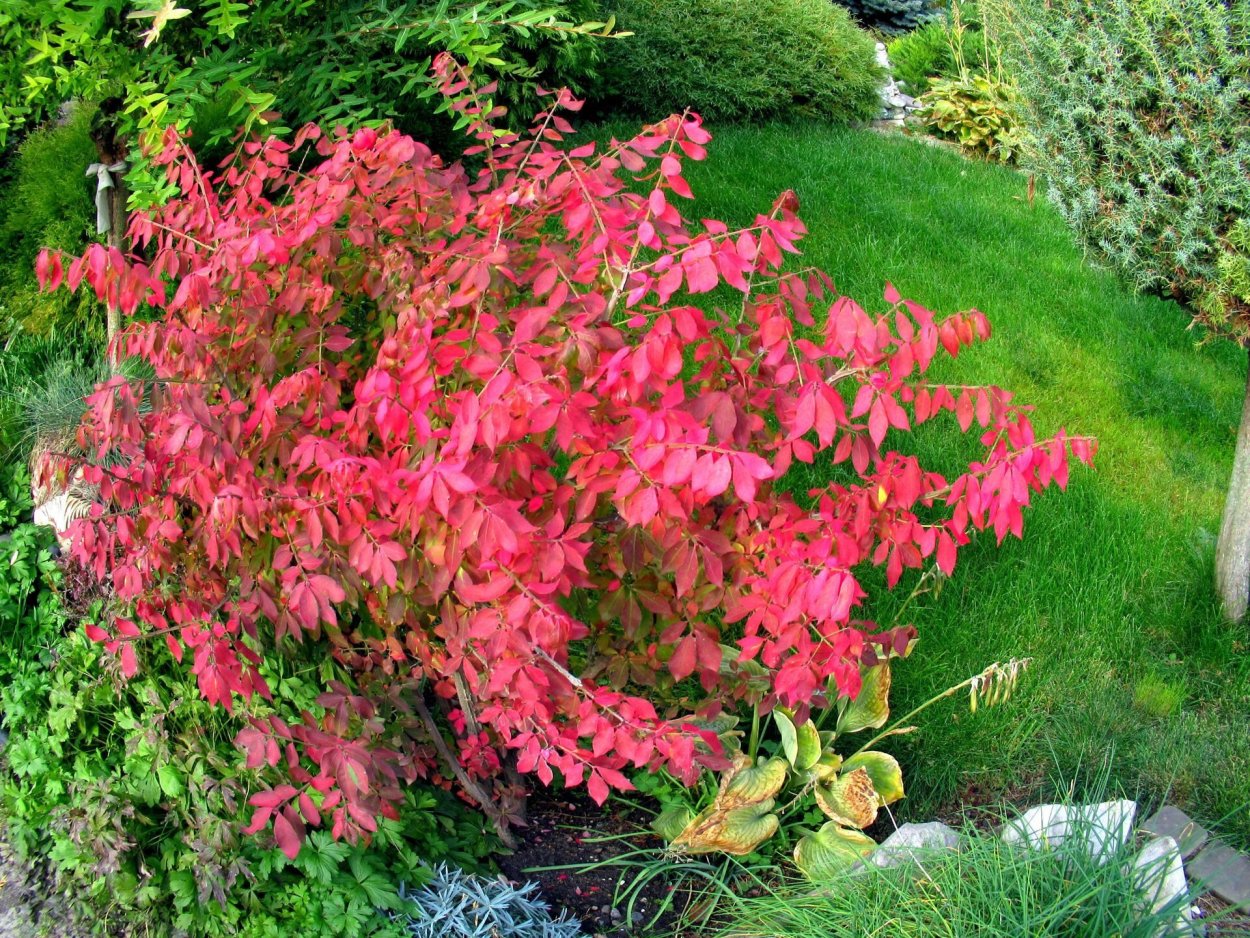 Барбарис Тунберга Атропурпуре