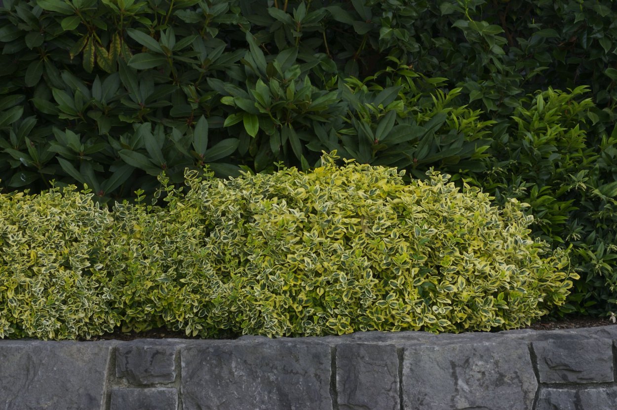 Клен Гиннала шаровидный