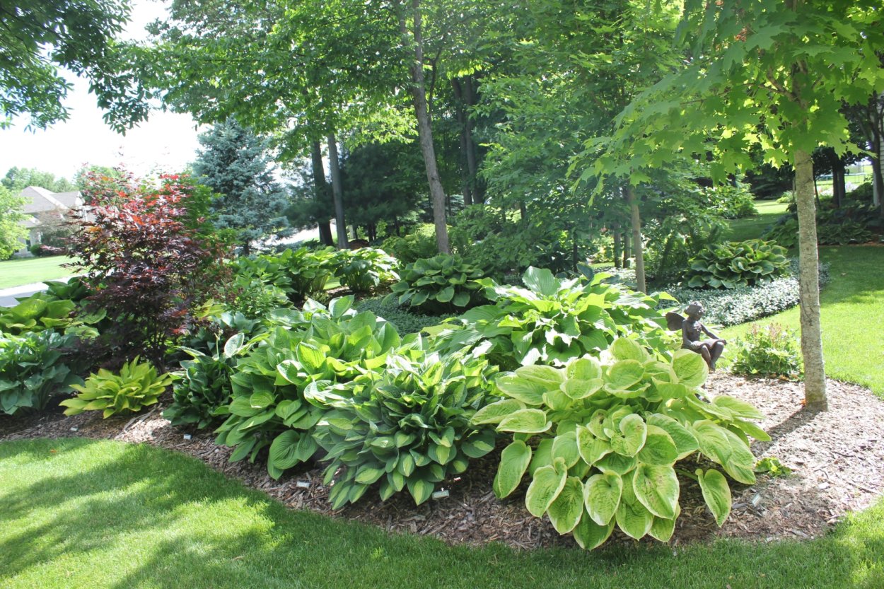 Хоста ползучая