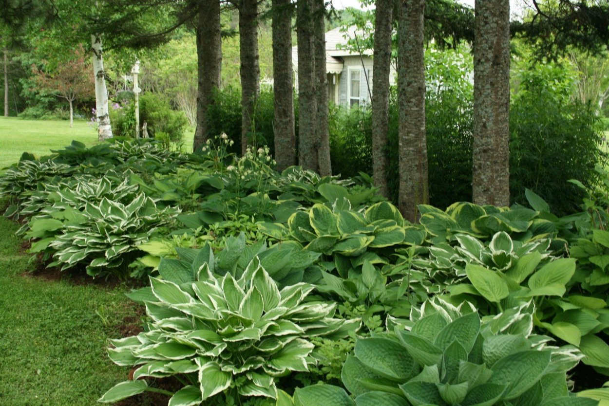 Хоста гибридная микс