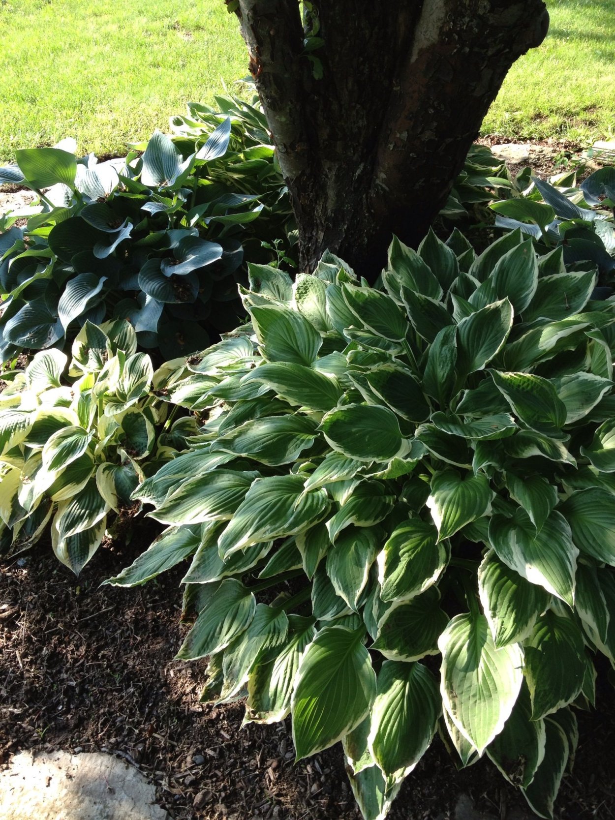 Хоста и Горец