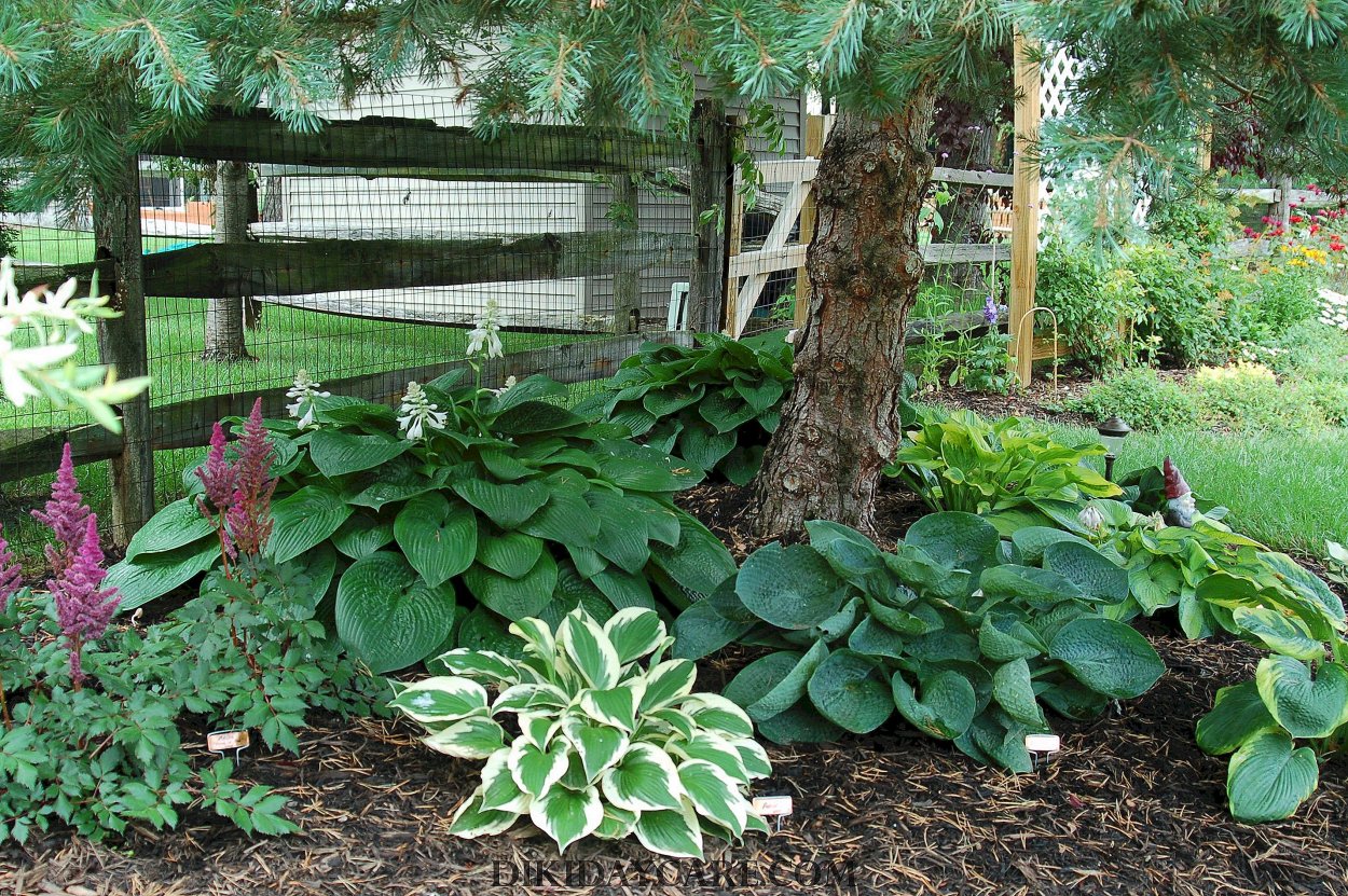 Хоста с лилейниками