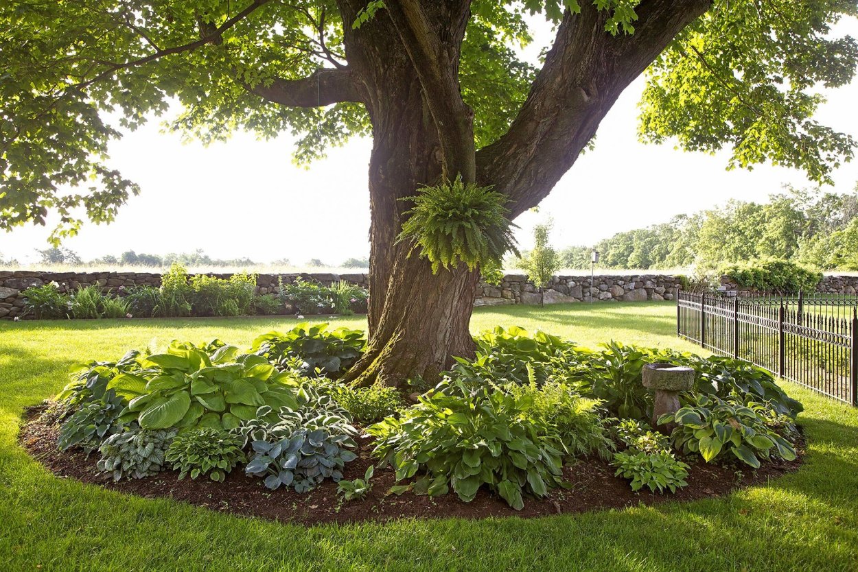 Хоста Санни Халцион