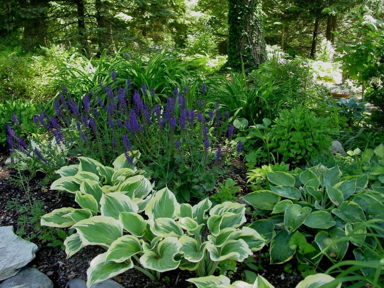 Клумба хосты купена