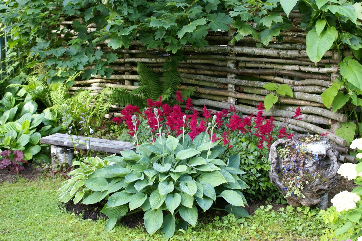 Хоста папоротник астильба