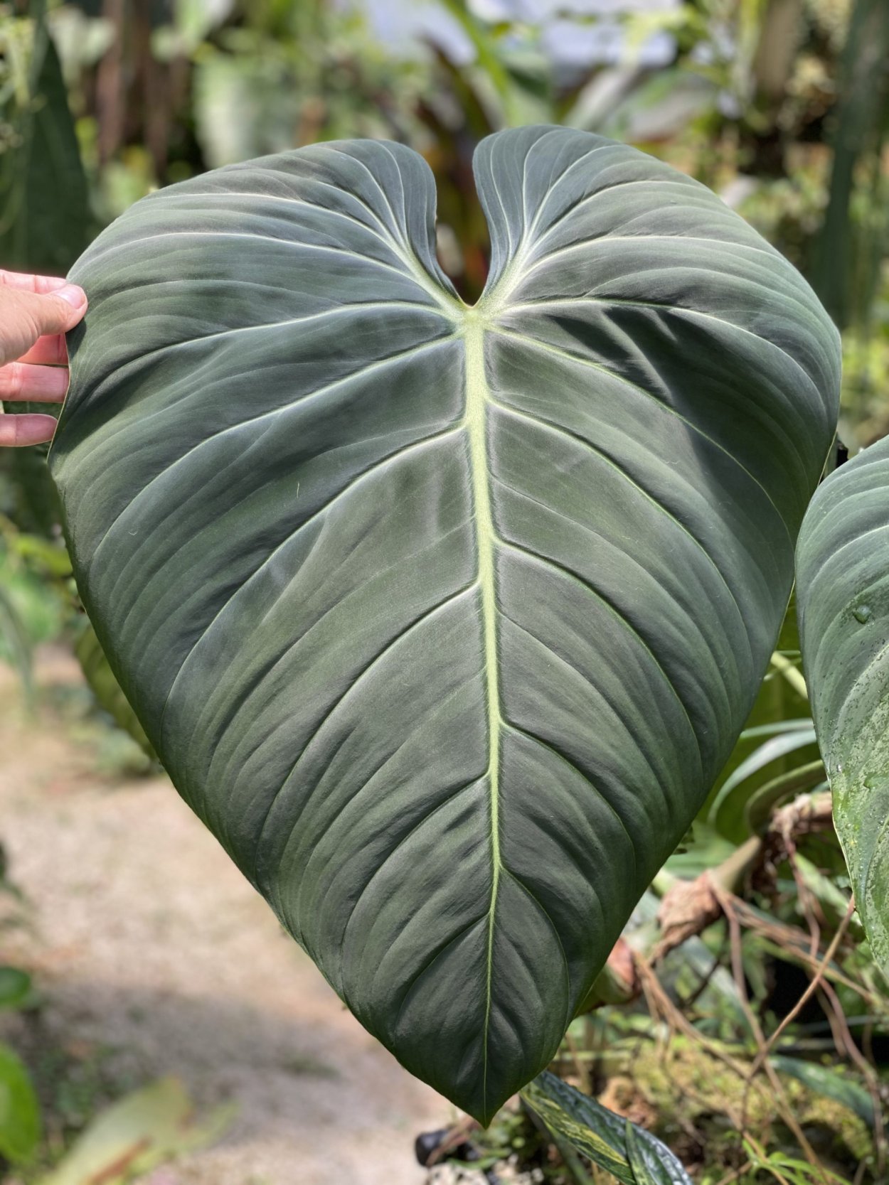 Филодендрон Глориус