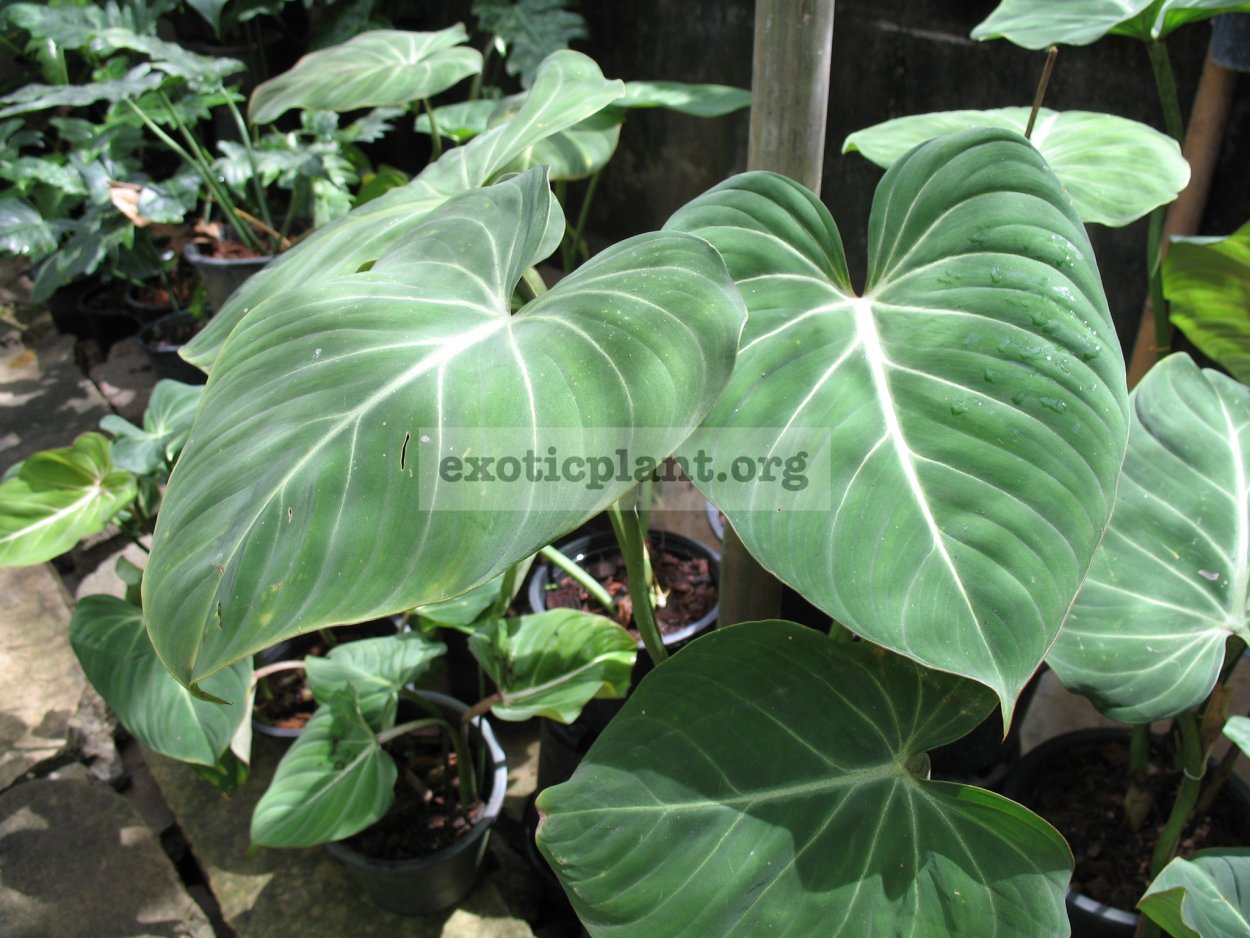 Illustration tobancay Philodendron