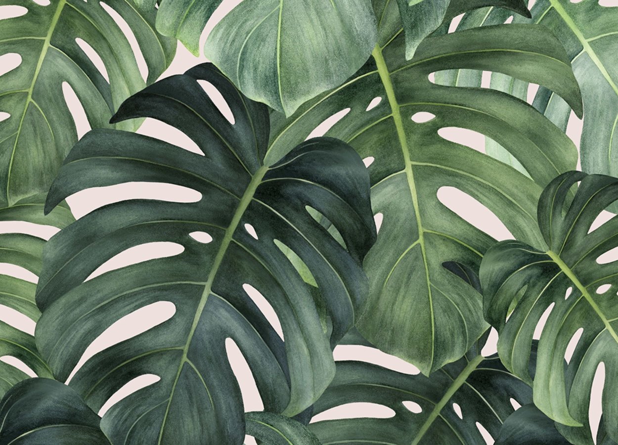 Монстера деликатесная лист