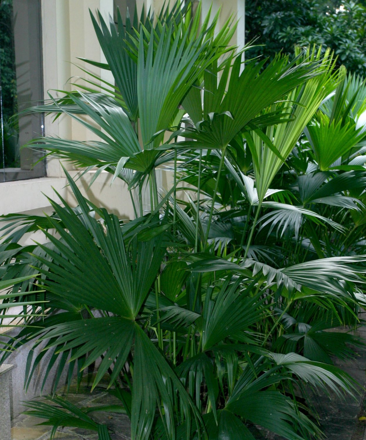 Пальма Карлюдовика