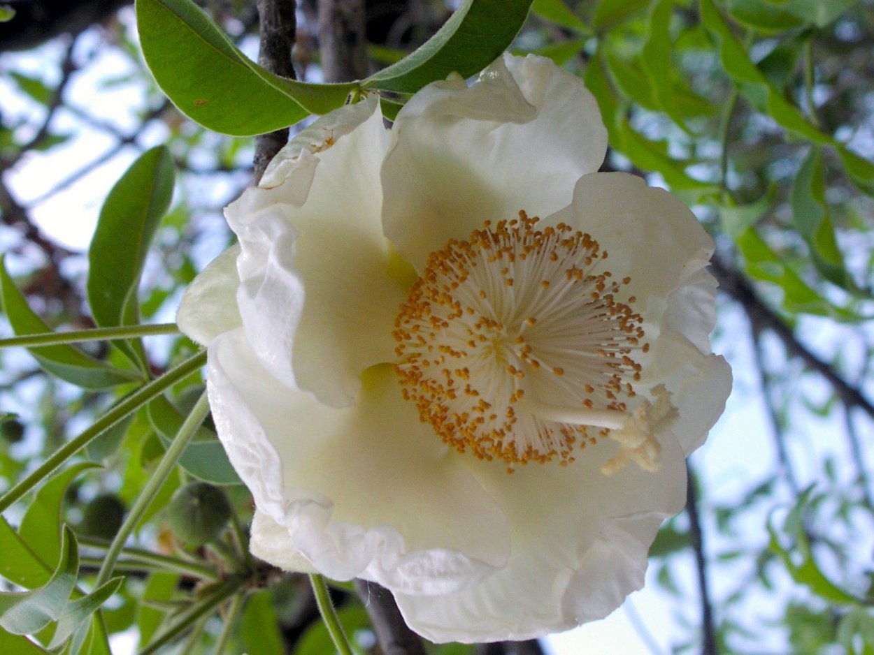 Баобаб цветет