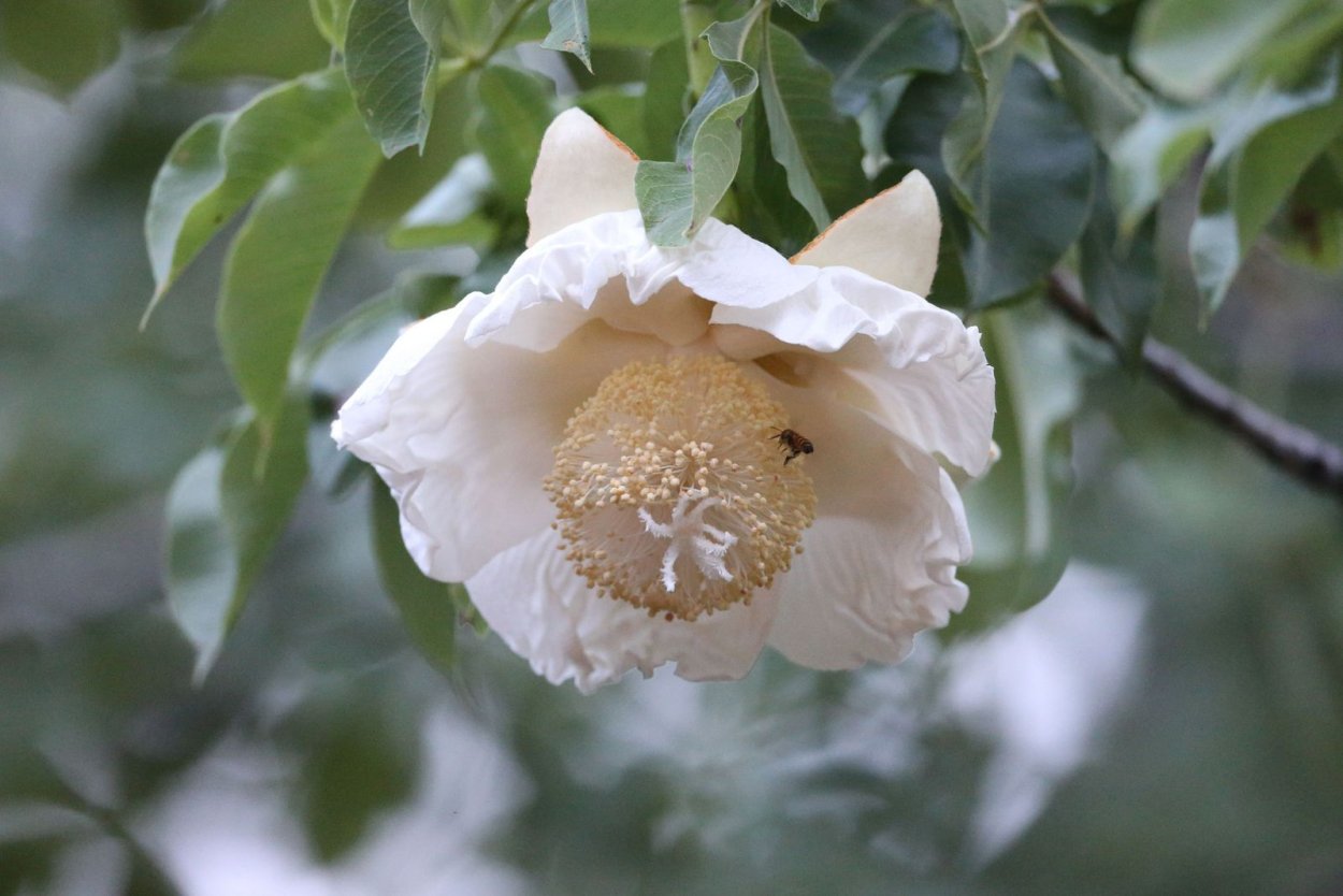 Баобаб цветет