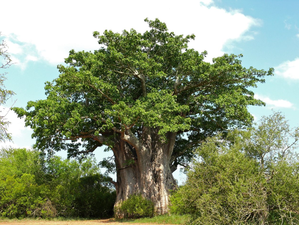 Adansonia Gregorii
