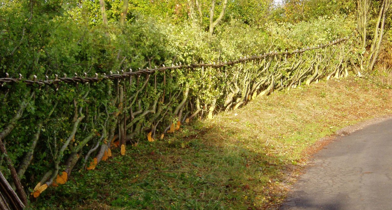 Граб обыкновенный Фастигиата