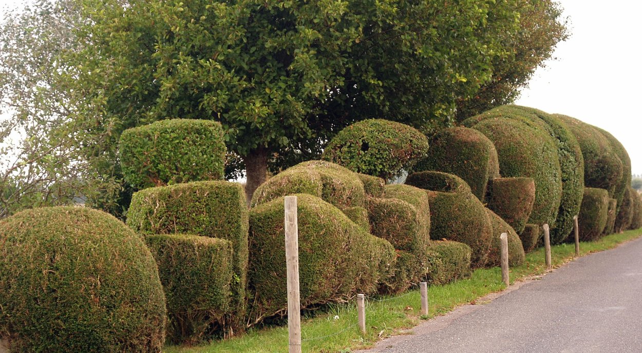 Живая изгородь Ива Булата
