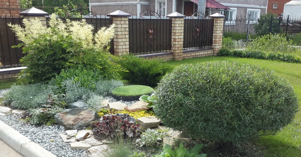 Самшит Буксус бордюрная