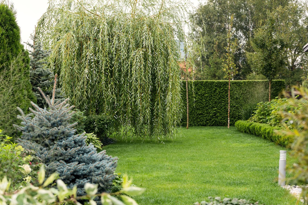 Ива Нана шаровидная в ландшафтном