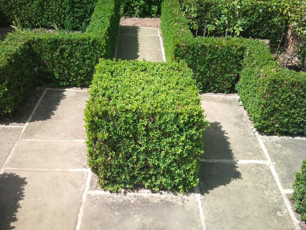 Дерен белый Элегантиссима