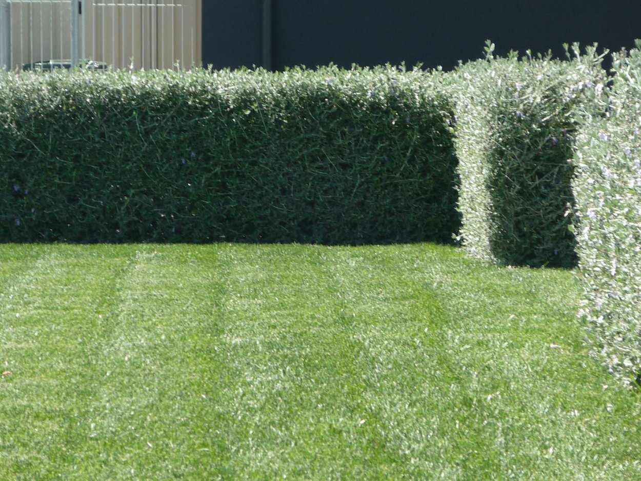 Ива пурпурная Нана Живая изгородь