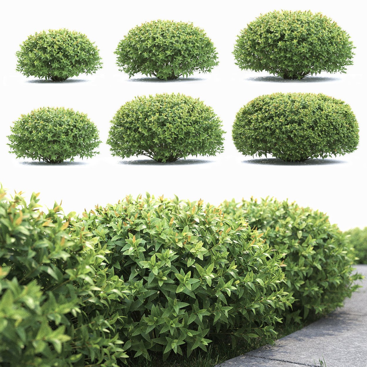 Ива памяти Миндовского