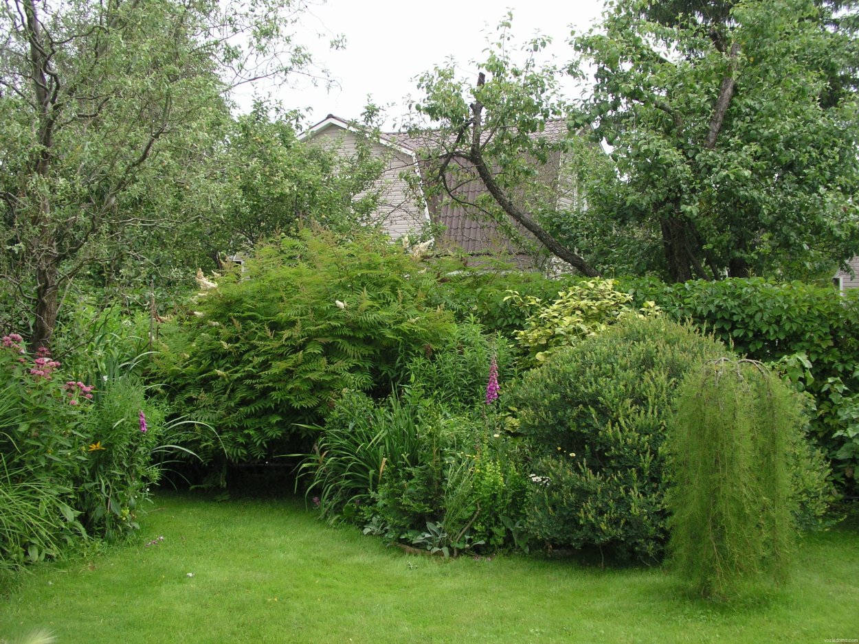 Живые ивовые изгороди