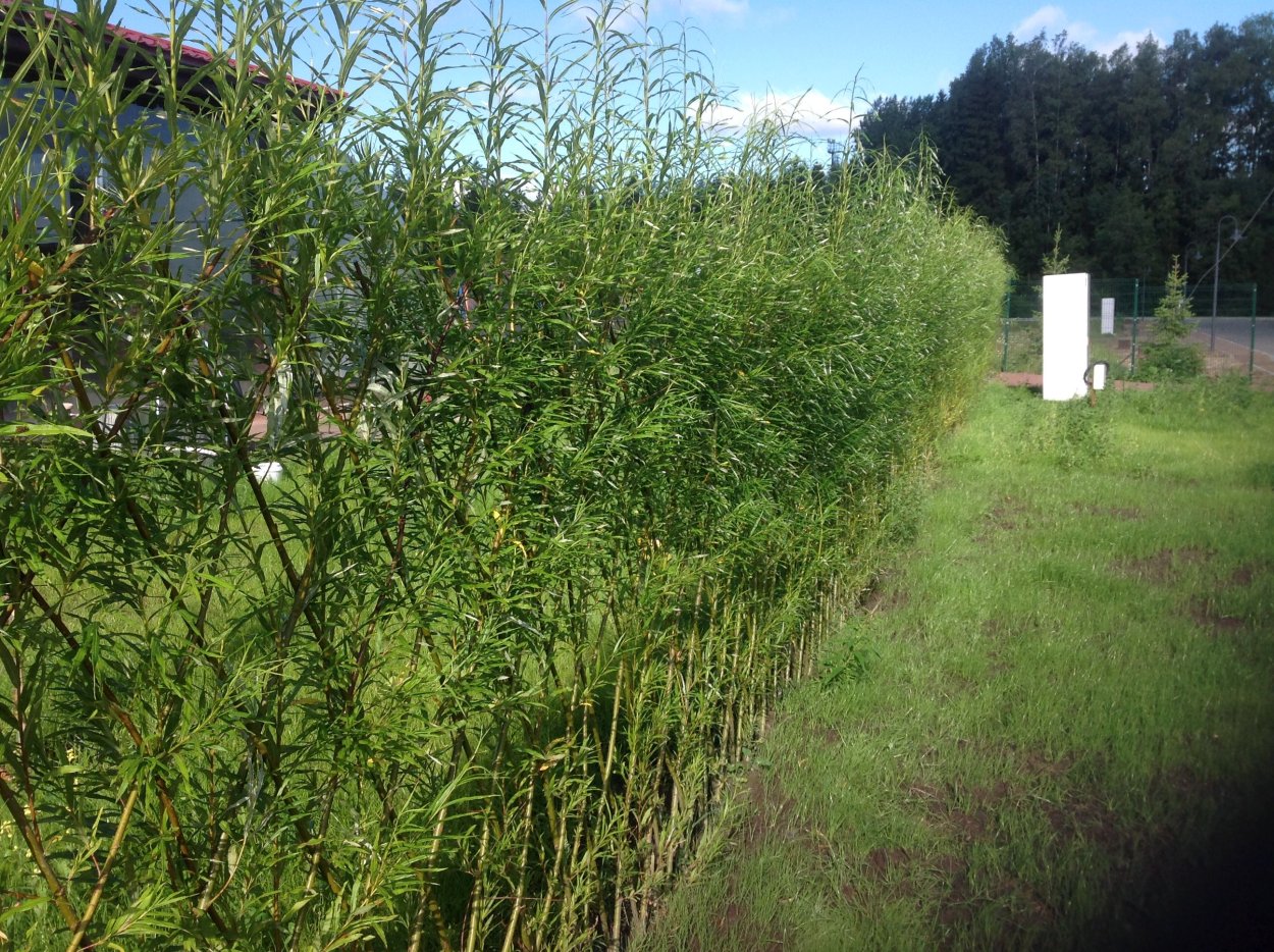 Ирга Ламарка изгородь