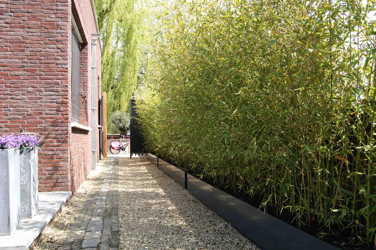 Самшит вечнозеленый шаровидный