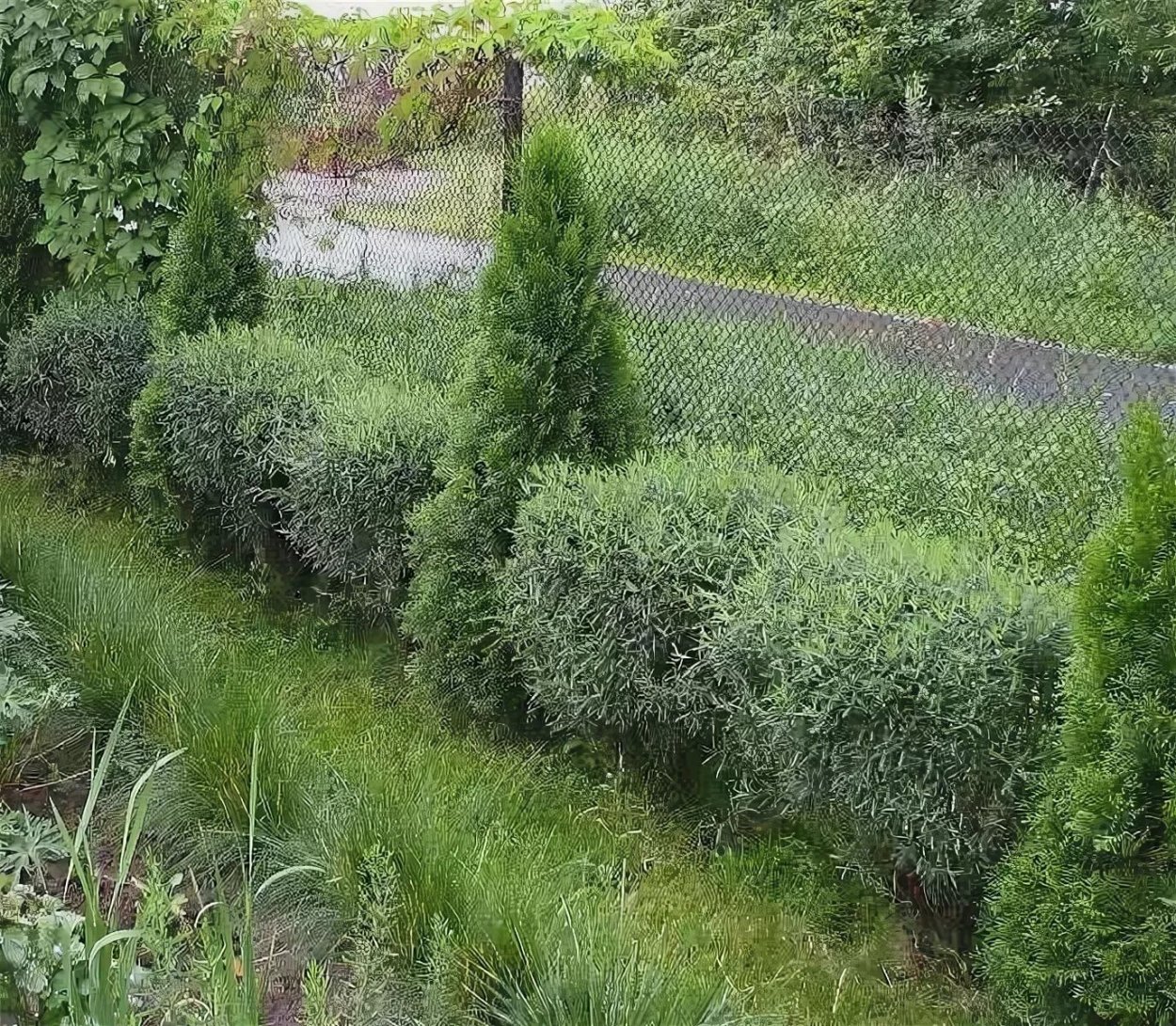 Ива ломкая шаровидная стрижка