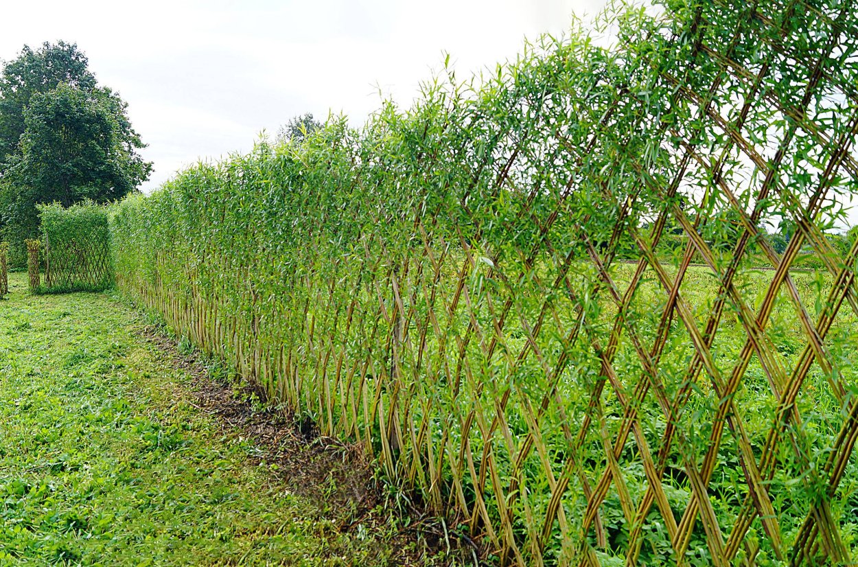 Пит Удольф зимний сад
