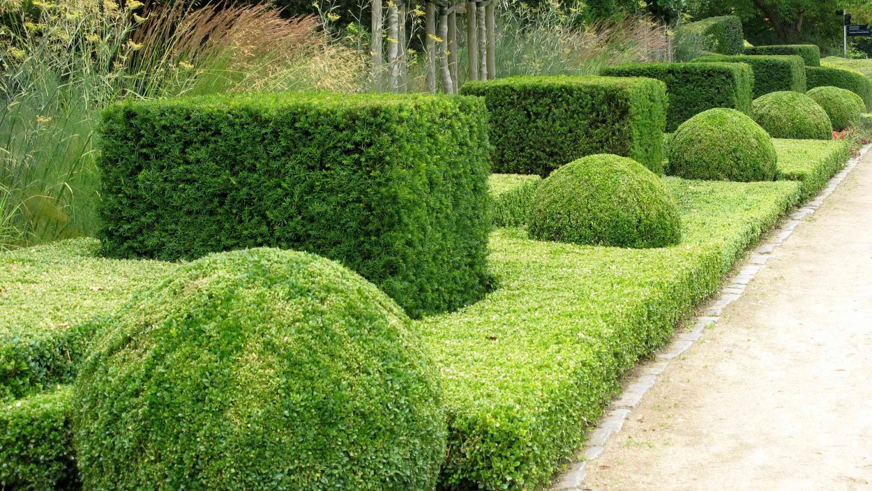 Плетень из живой ивы