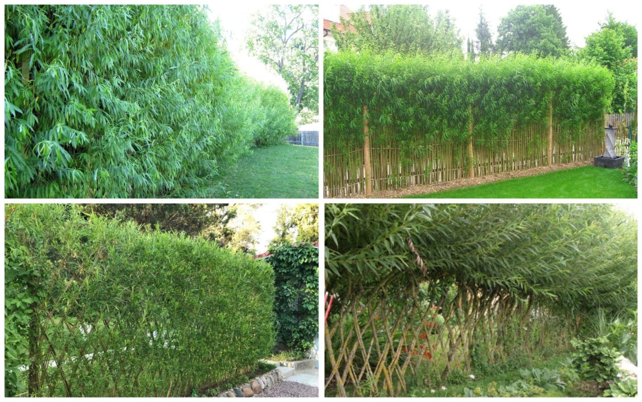 Ива Нана Живая изгородь