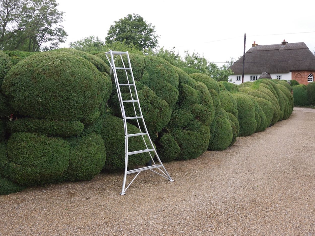 Ива забор живой