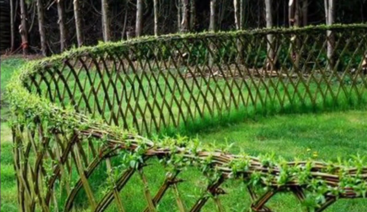 Плакучая Ива изгородь