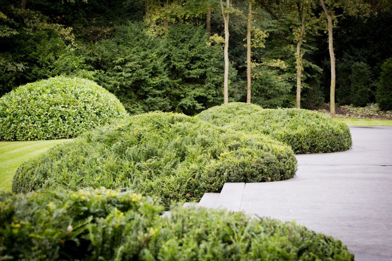 Ива шаровидная изгородь