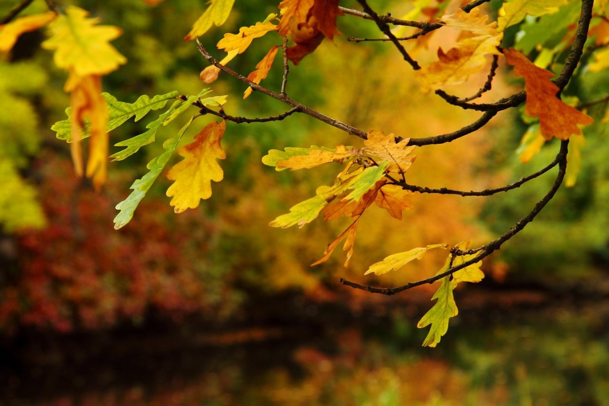 Лист дуба летом и осенью