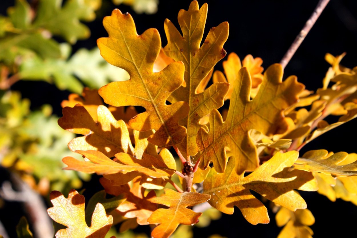 Дуб черешчатый осень