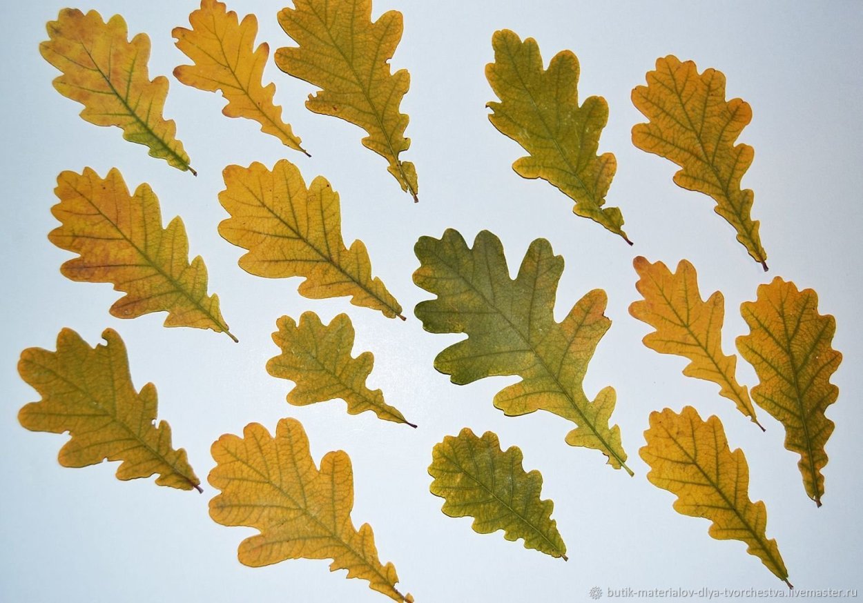 Осенние листья дуба
