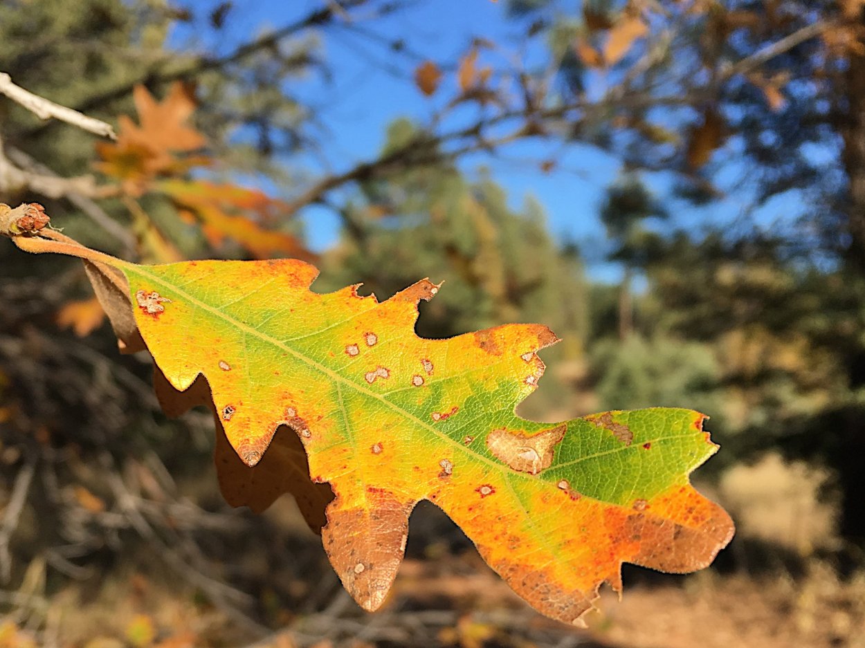 Дубовый лист осенью