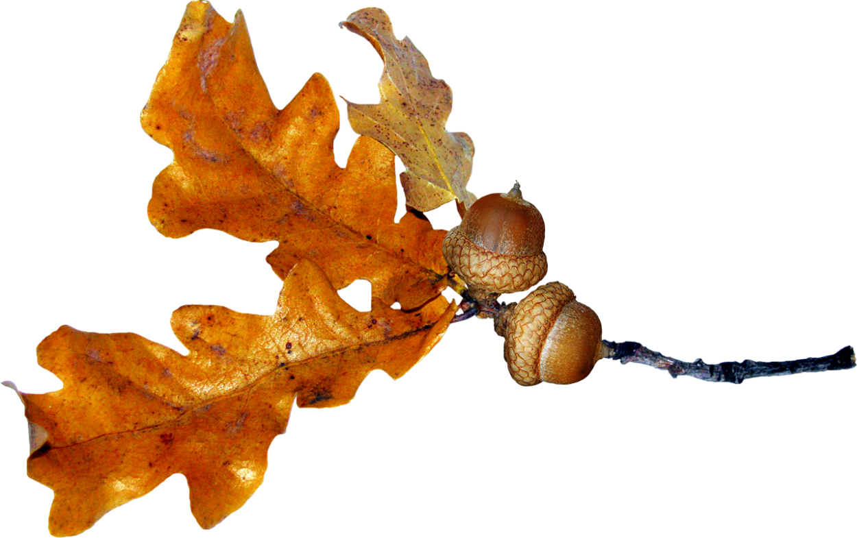 Дубовый лист на прозрачном фоне