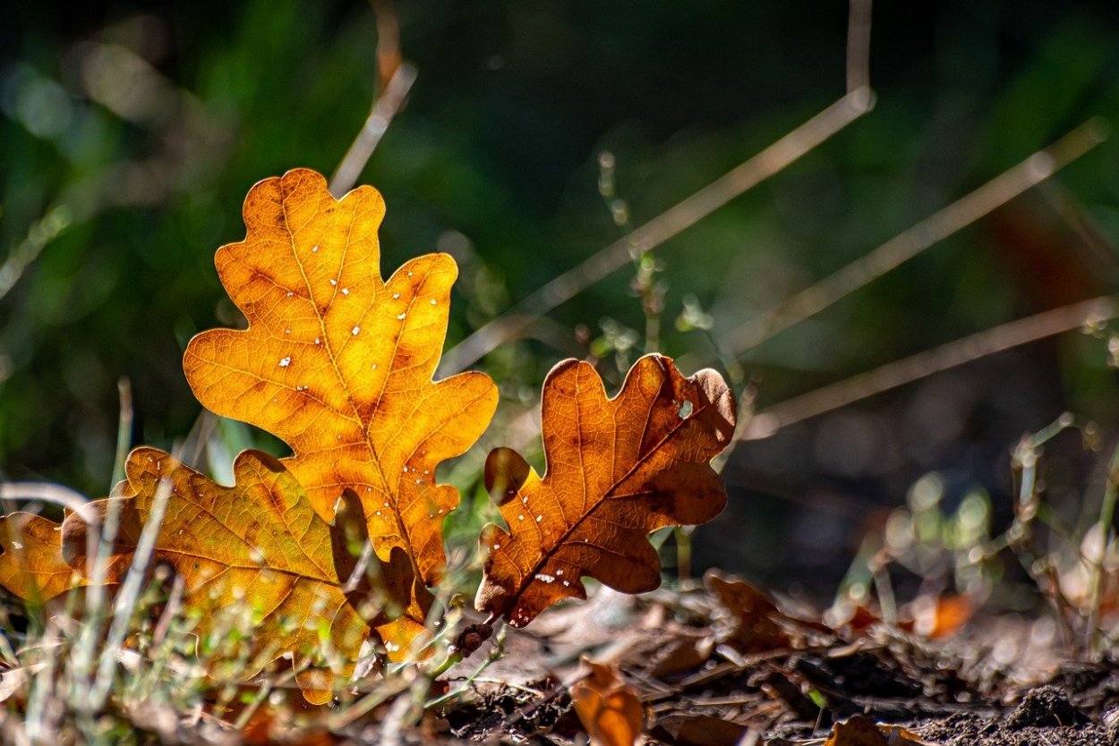 Осенний дубовый лист