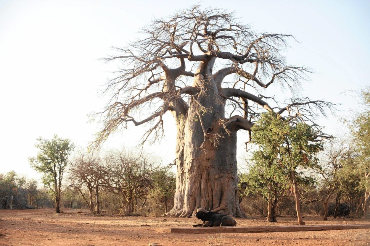 Баобаб маленький